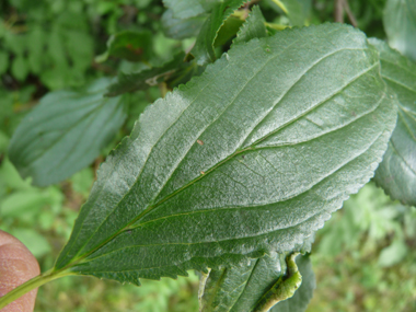 Feuilles ovales, quasiment opposées, très finement dentées, longues de 3 à 6 cm et dotées de 3 ou 4 paires de nervures convergentes. Agrandir dans une nouvelle fenêtre (ou onglet)